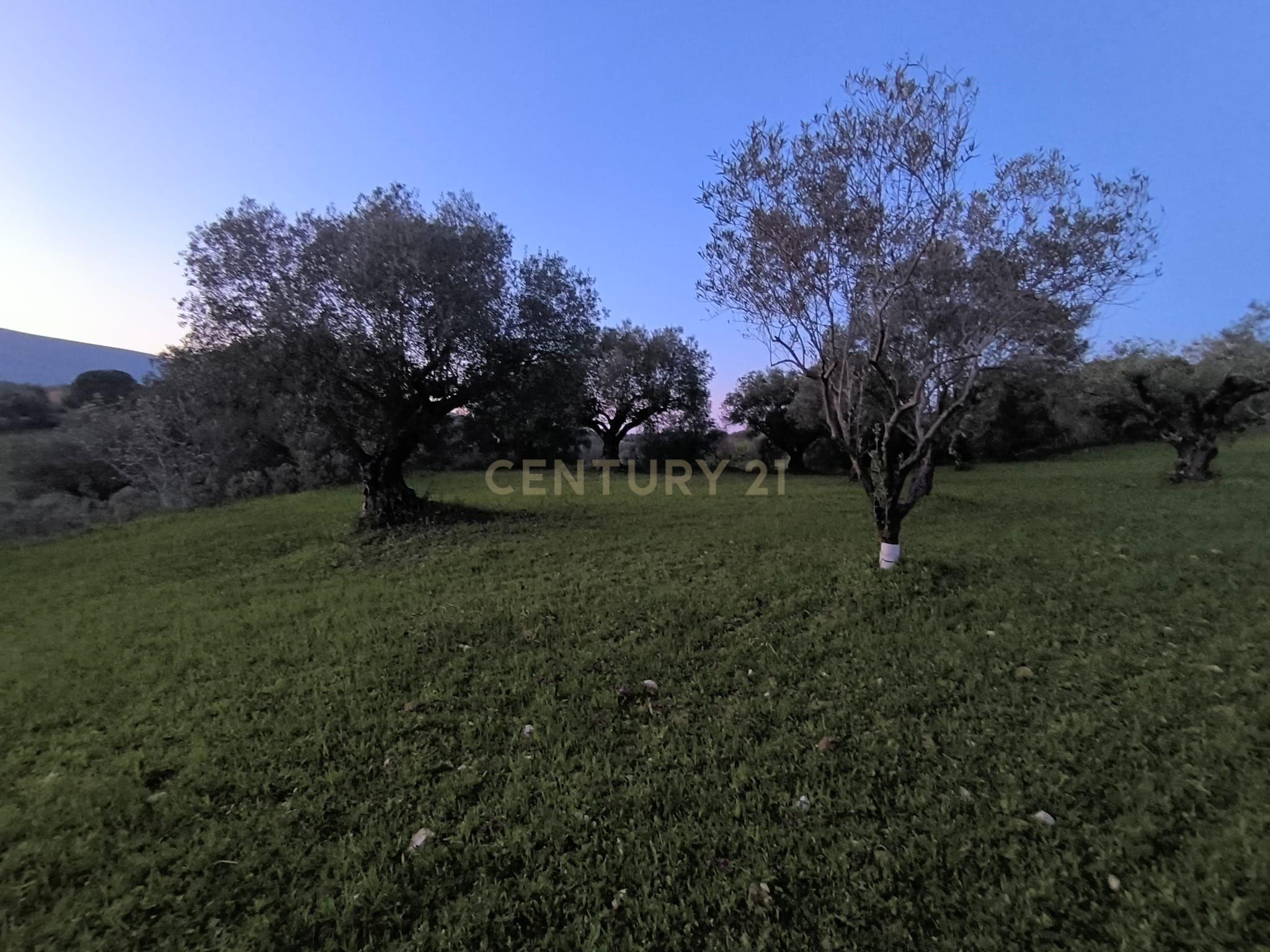 Fotografia 6 de Olival para Venda – Pedrógão, Torres Novas