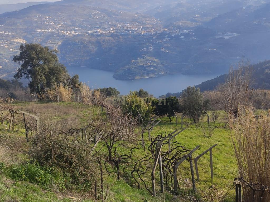 Terreno com casinha e vista para o rio Douro, em S. Tomé de Covelas, Baião para projeto agrícola - Image 75