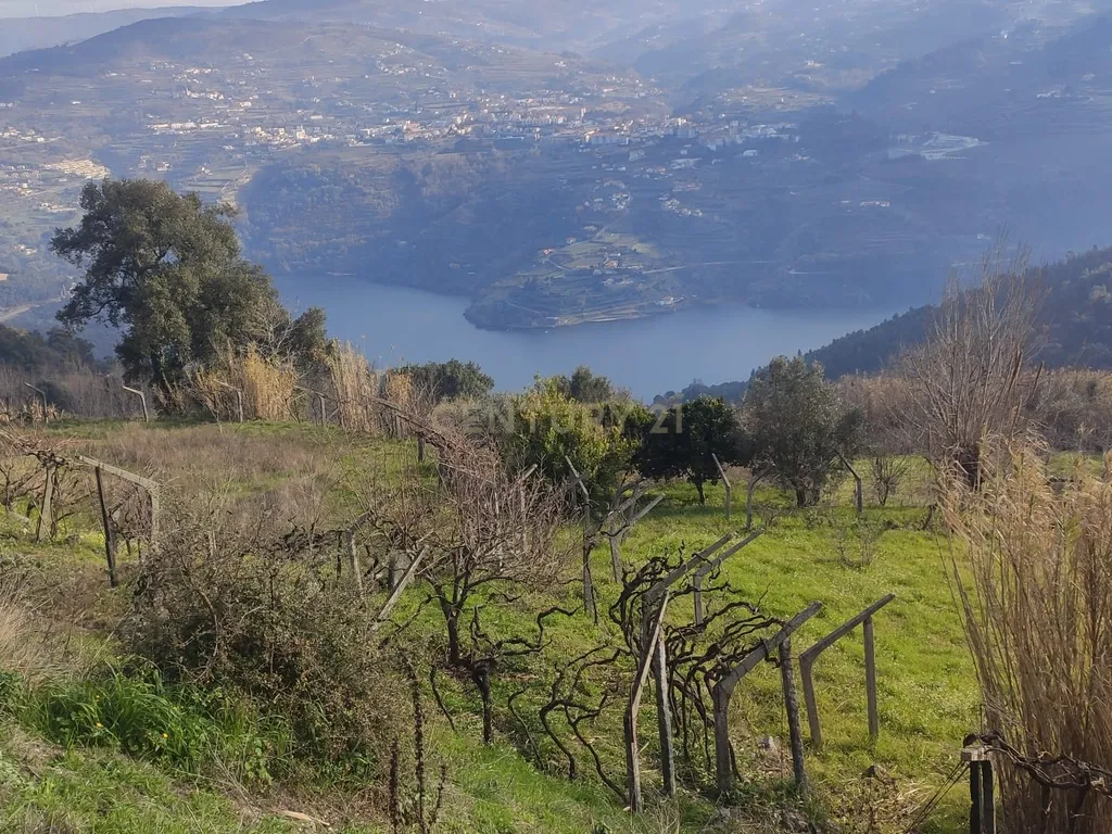 Terreno com casinha e vista para o rio Douro, em S. Tomé de Covelas, Baião para projeto agrícola - Image 75