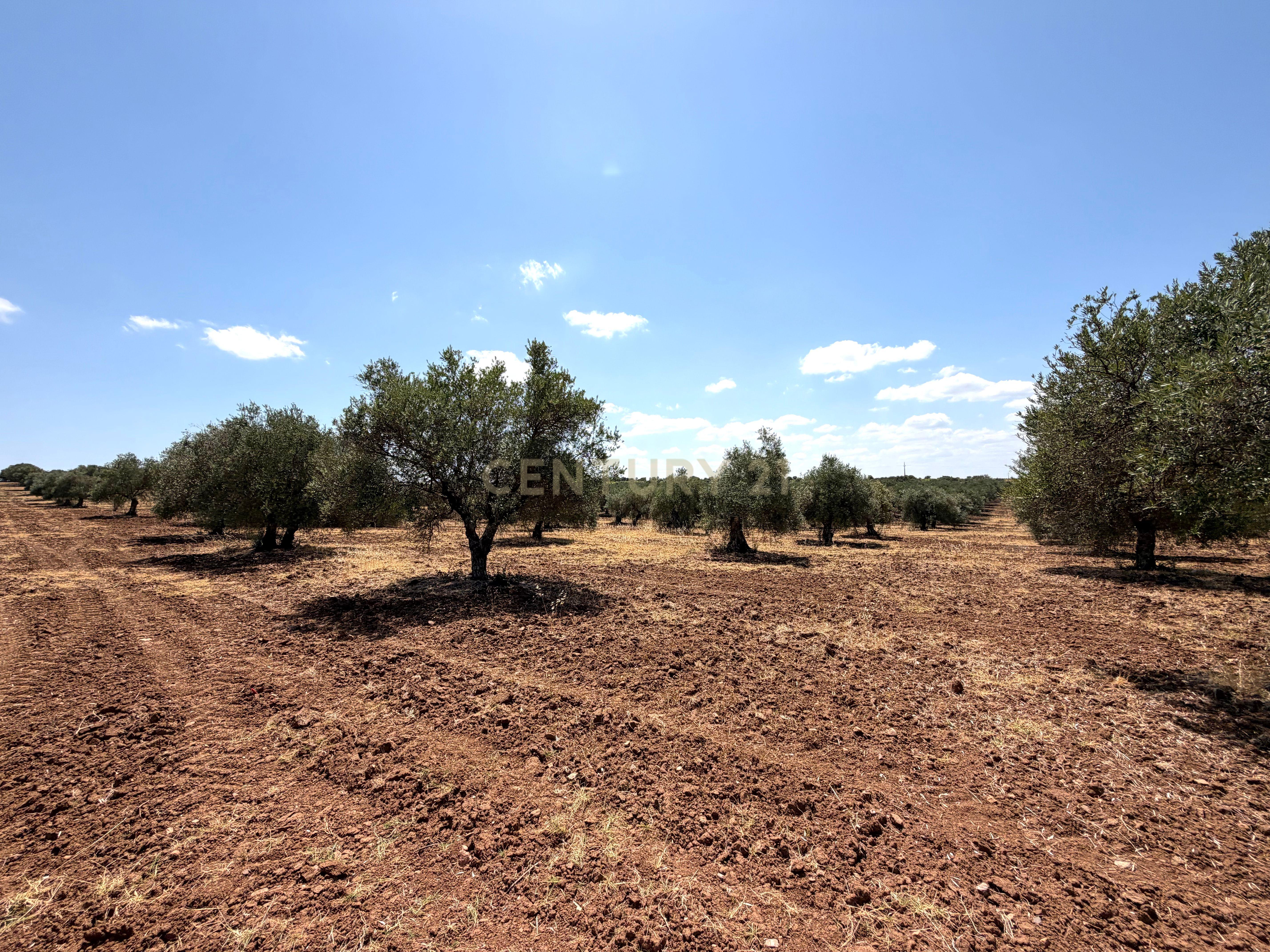 Fotografia 11 de Herdade da Pandeira (93 Hectares) Vinha e Olival em Produção em Reguengos de Monsaraz.
