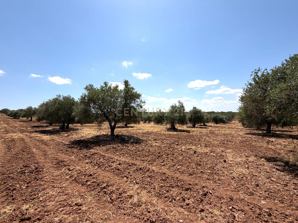 Herdade da Pandeira (93 Hectares) Vinha e Olival em Produção em Reguengos de Monsaraz. - Image 11