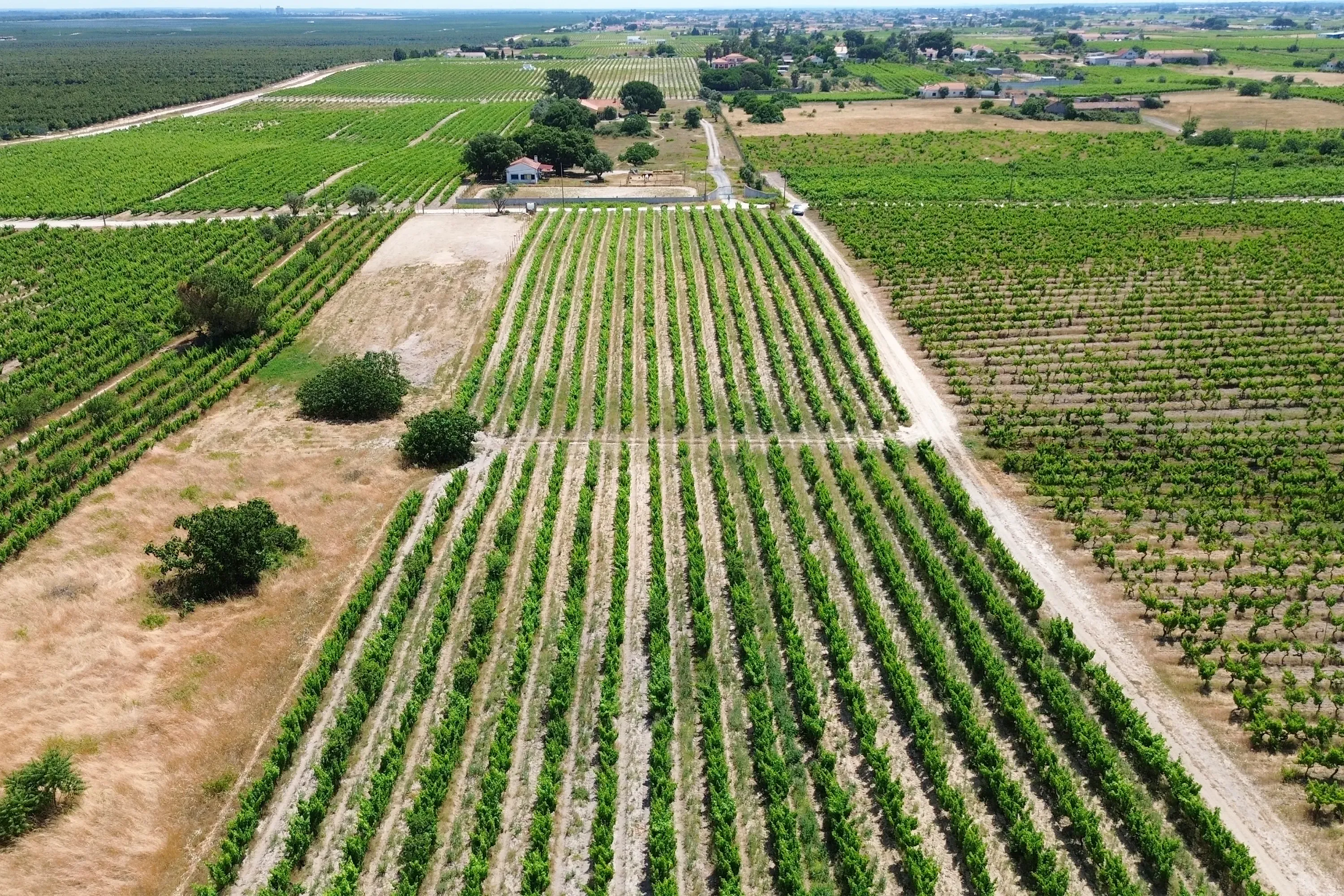 Fotografia 6 de Terreno no Lau com vinhas certificadas