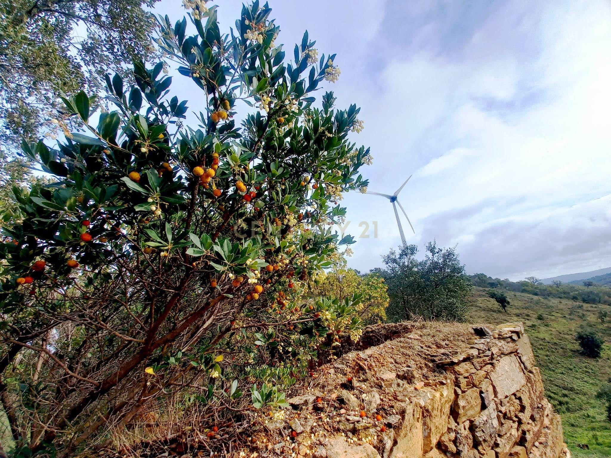 Fotografia 12 de Investimento Rural: 20 Hectares com Rendimento