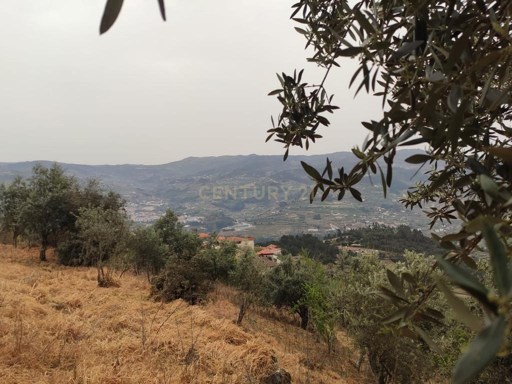 Terreno com casinha e vista para o rio Douro, em S. Tomé de Covelas, Baião para projeto agrícola - Image 28
