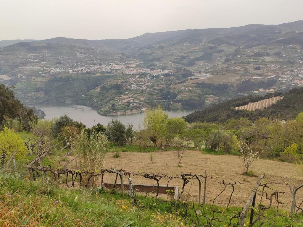 Terreno com casinha e vista para o rio Douro, em S. Tomé de Covelas, Baião para projeto agrícola - Image 29