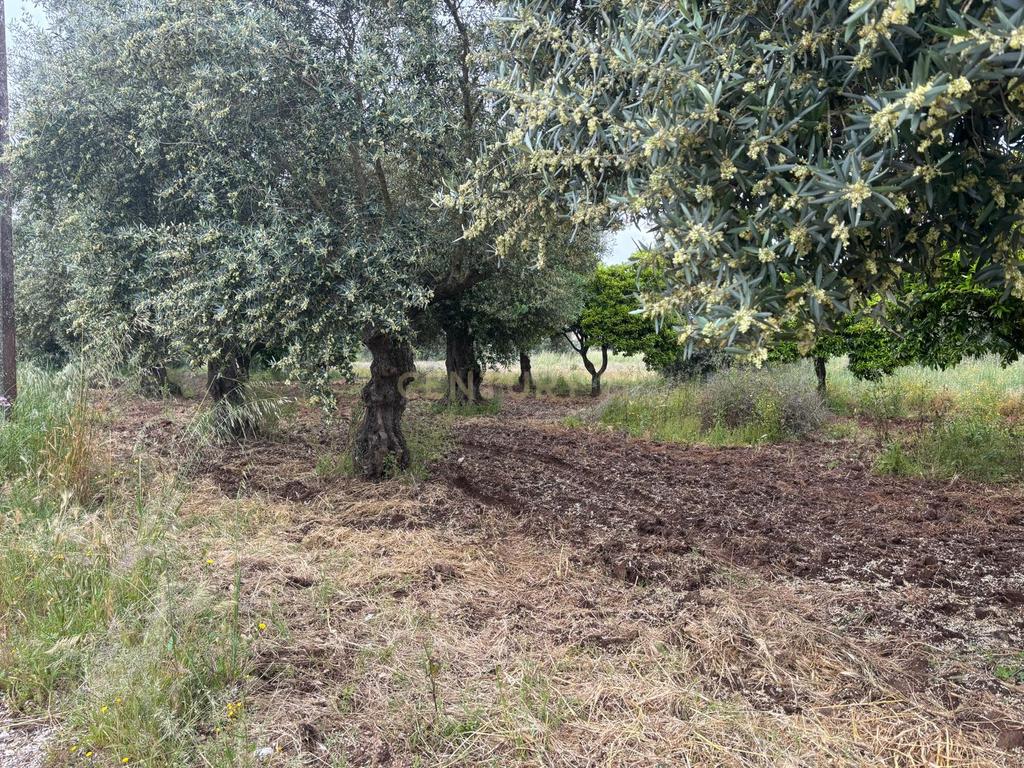 Terreno para apartamentos ou moradias em Riachos - Image 7