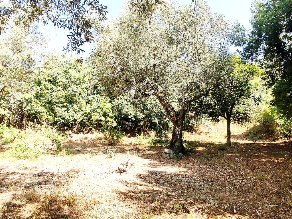 Terreno para construção de moradia em Geria, às portas da cidade de Coimbra - Image 5
