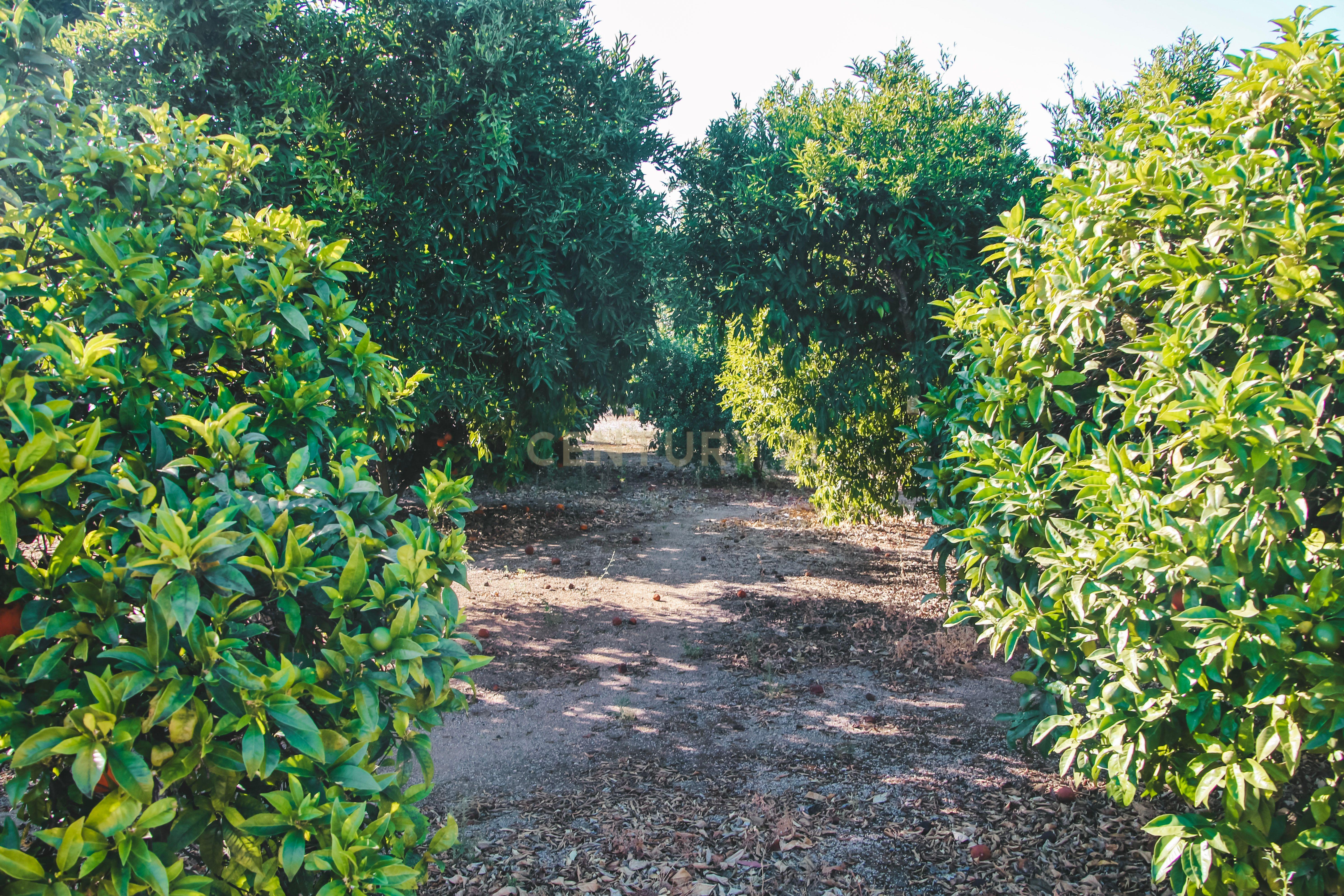 Fotografia 6 de Quinta com moradia, 2,3 hectares, autonomia energética e hídrica em Elvas