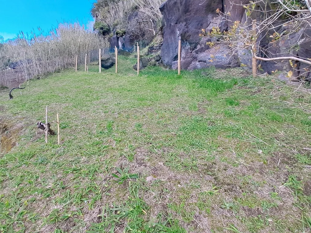 Terreno Agrícola em Povoação com Árvores Frutíferas e Jardim - Image 6