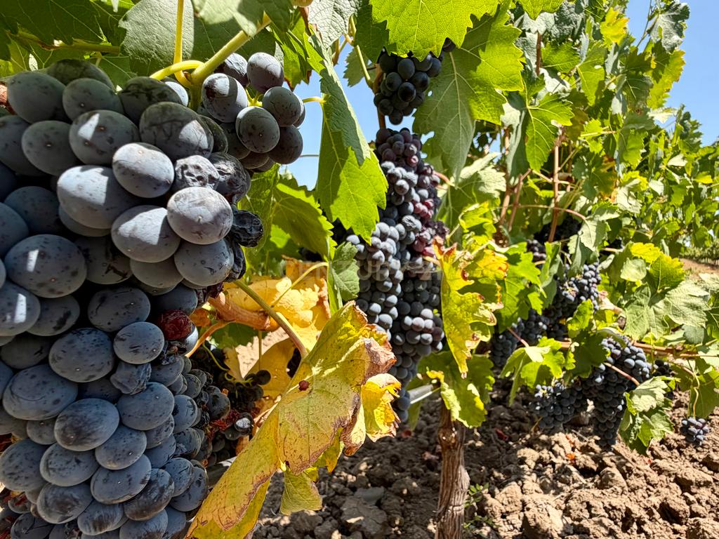 Herdade da Pandeira (93 Hectares) Vinha e Olival em Produção em Reguengos de Monsaraz. - Image 8