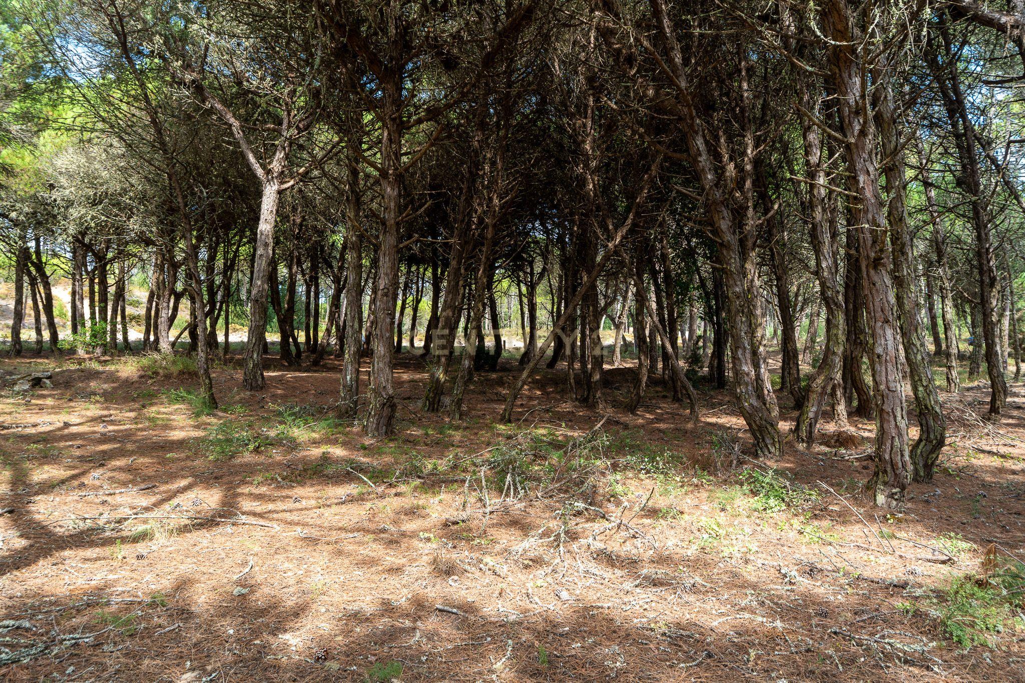 Fotografia 10 de Terreno rústico de pinheiros perto das praia de Sintra