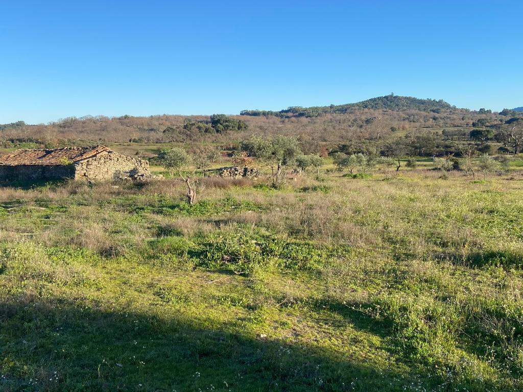 Magnífico terreno rústico com 1,9 hectares - Penamacor - Image 9