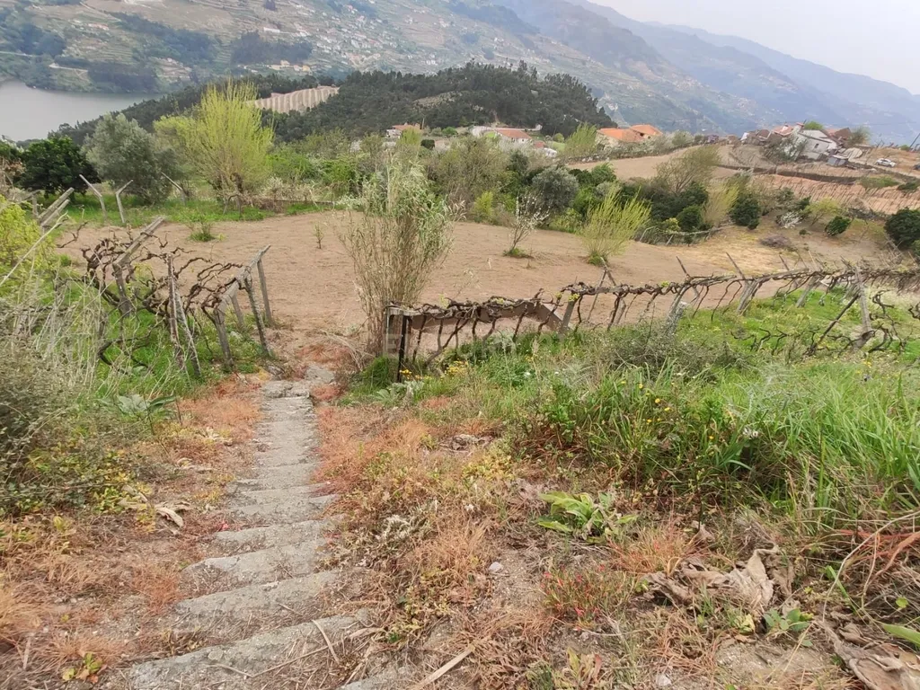 Terreno com casinha e vista para o rio Douro, em S. Tomé de Covelas, Baião para projeto agrícola - Image 23