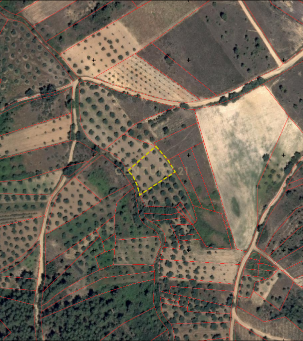 Oportunidade! Terreno com olival, Benquerença, Penamacor - Image 10