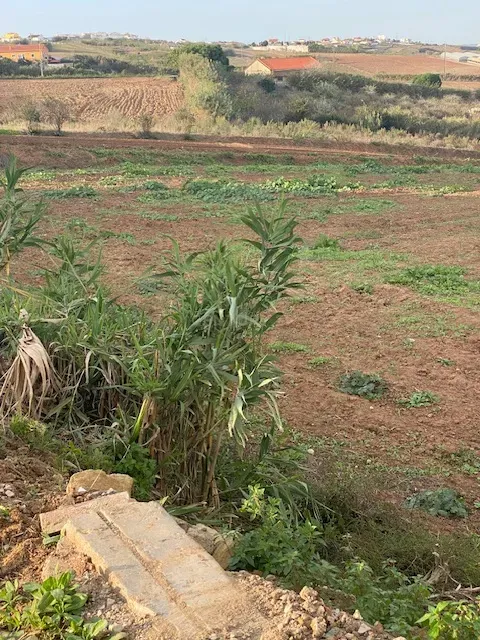 Terreno Rústico para Venda com 4.600m² na Atalaia – Lourinhã - Image 4