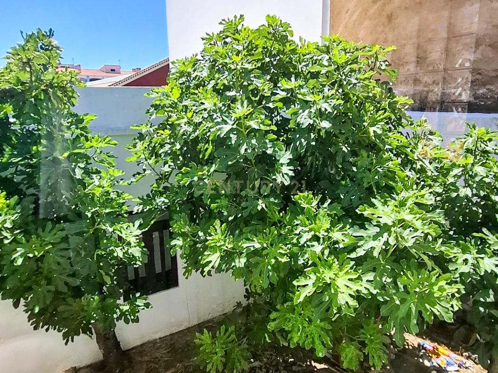 Moradia T3+2 com Terraço, Pátio e Espaço Comercial em São Bartolomeu de Messines – Silves, Faro - Image 29