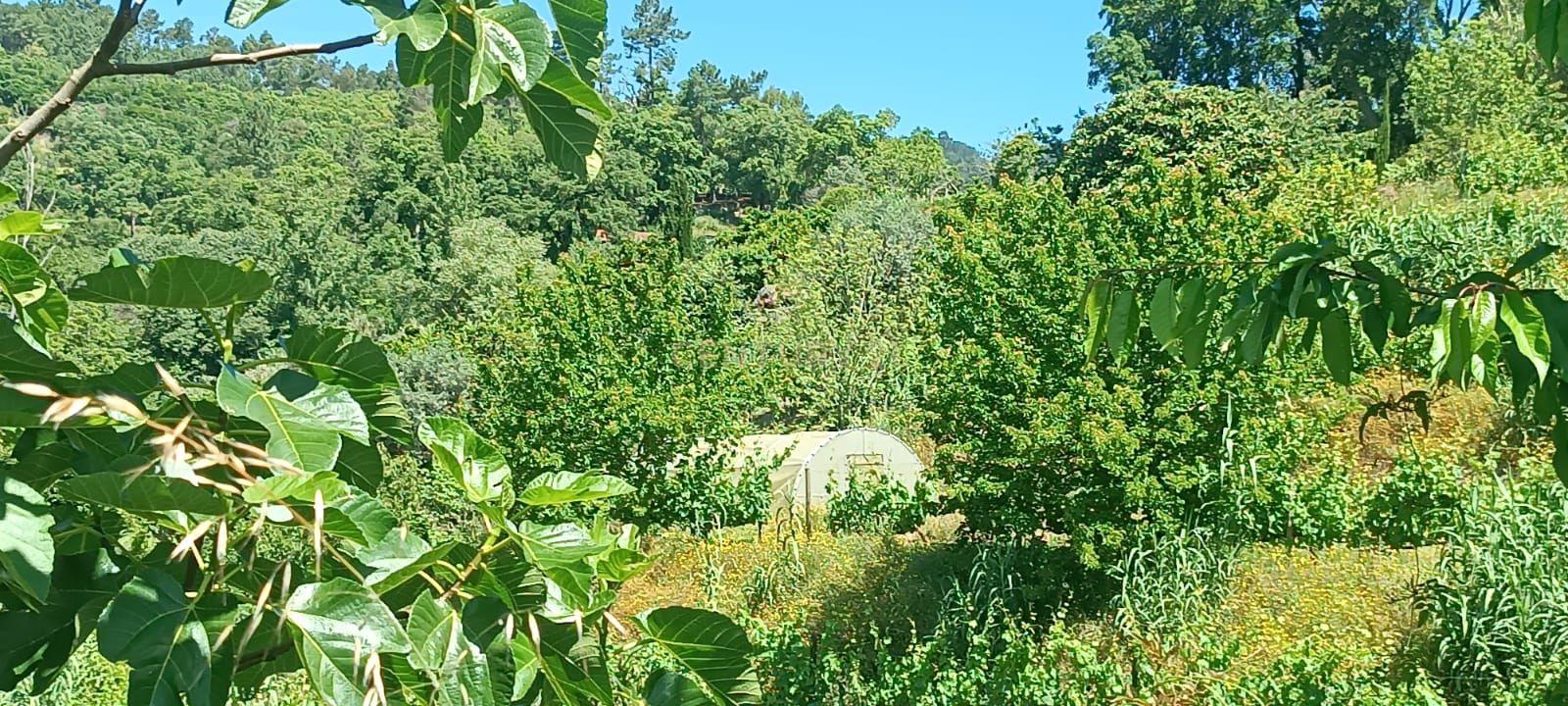 Terreno agrícola com àgua e viabilidade de construção em Granja, S. Tomé de Covelas, Baião, perto do do rio Douro, Porto - Image 8