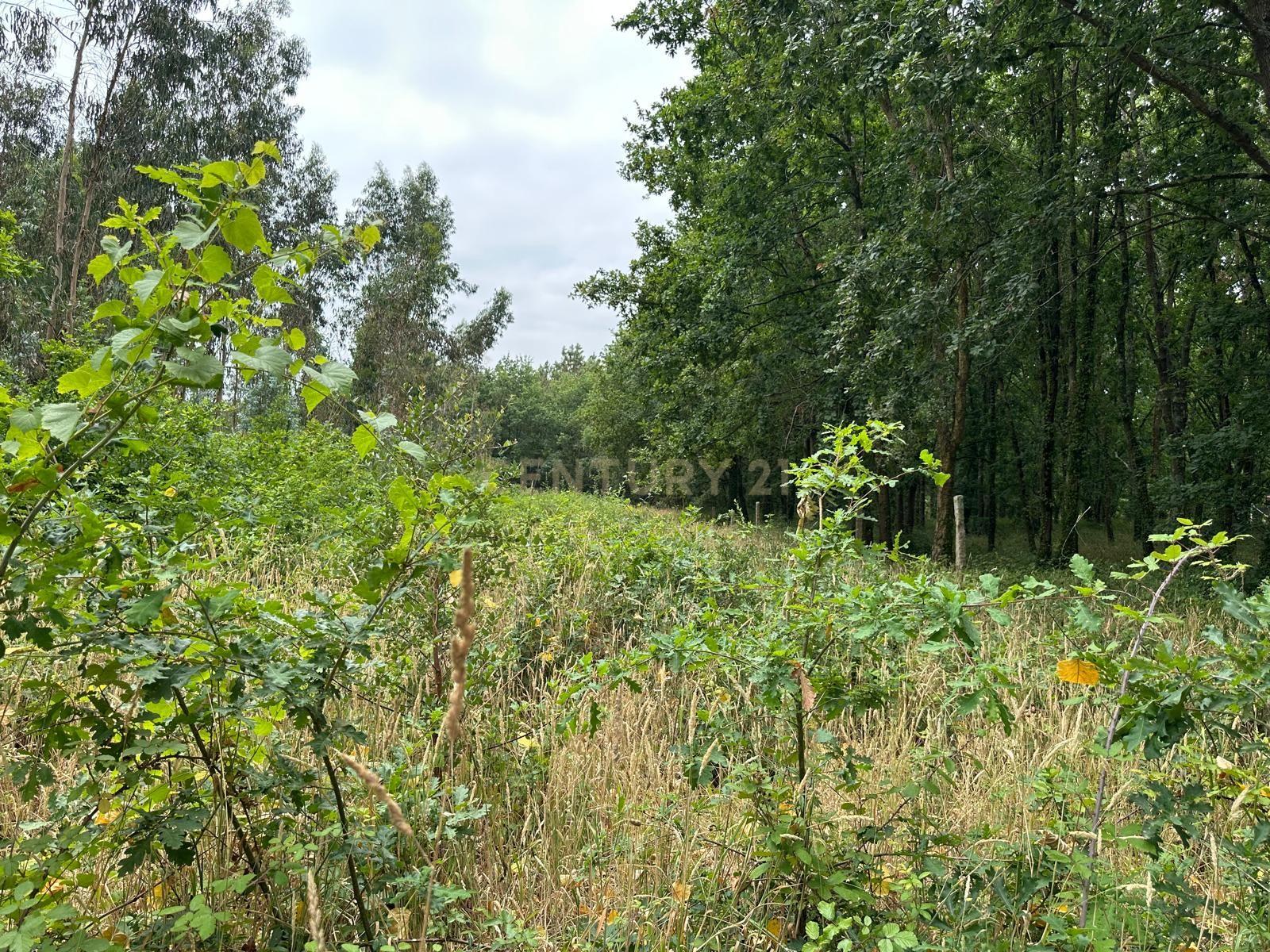 Fotografia 8 de Terreno Urbano com Projeto de Construção Aprovado em Barrô, Águeda - 1018m² para Construção