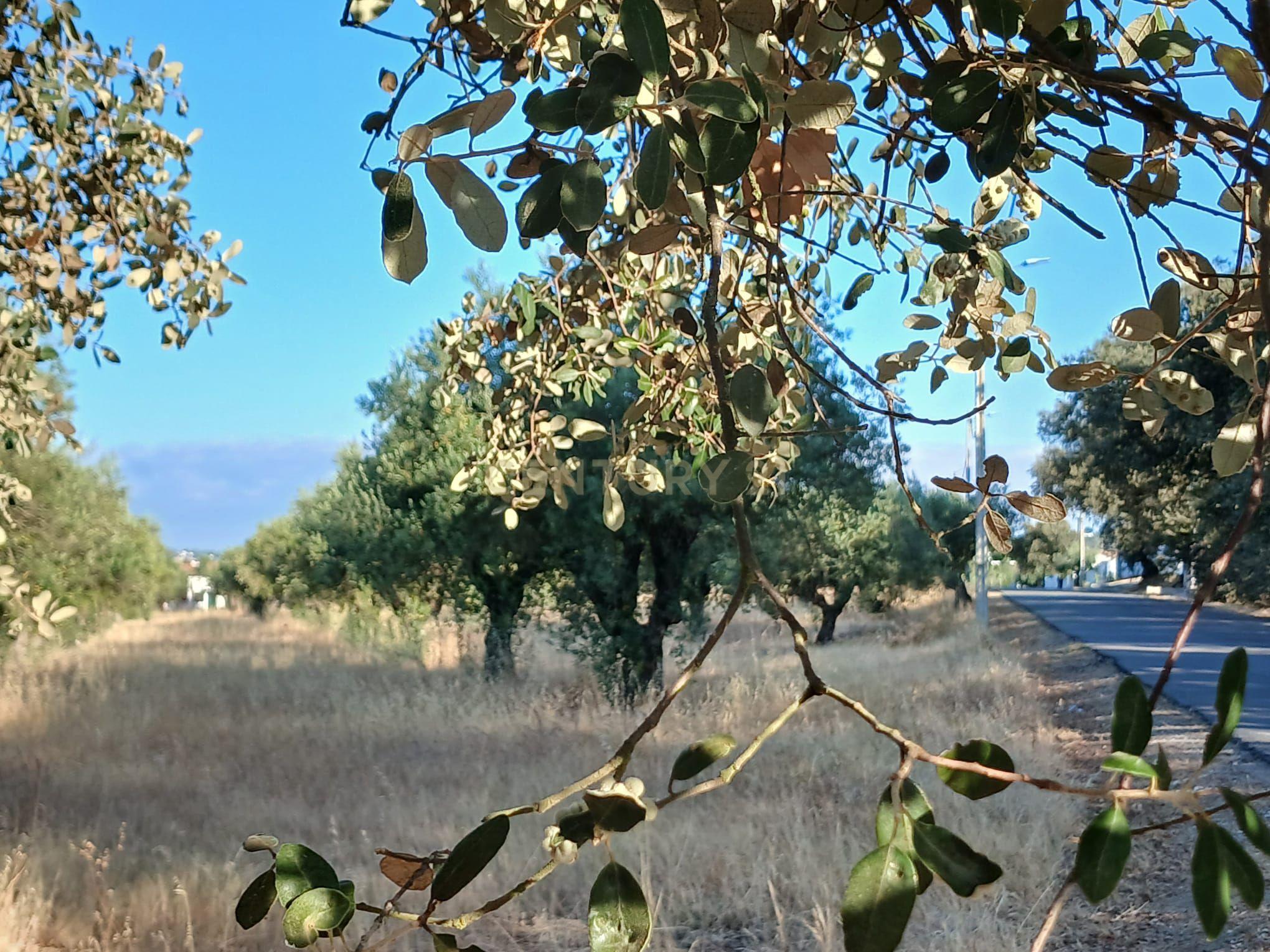 Fotografia 11 de Terreno Central em São Pedro do Corval, Vista para a Rocha dos Namorados