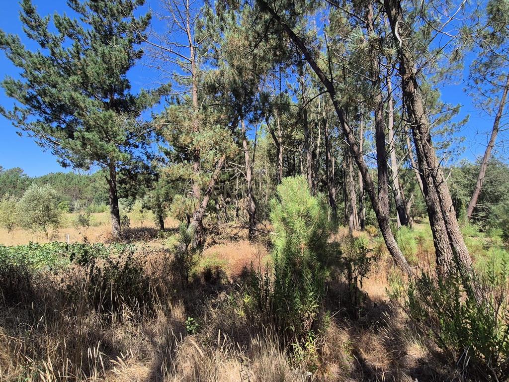 Terreno para Construção em Pombal, Leiria - Oportunidade Única! - Image 12