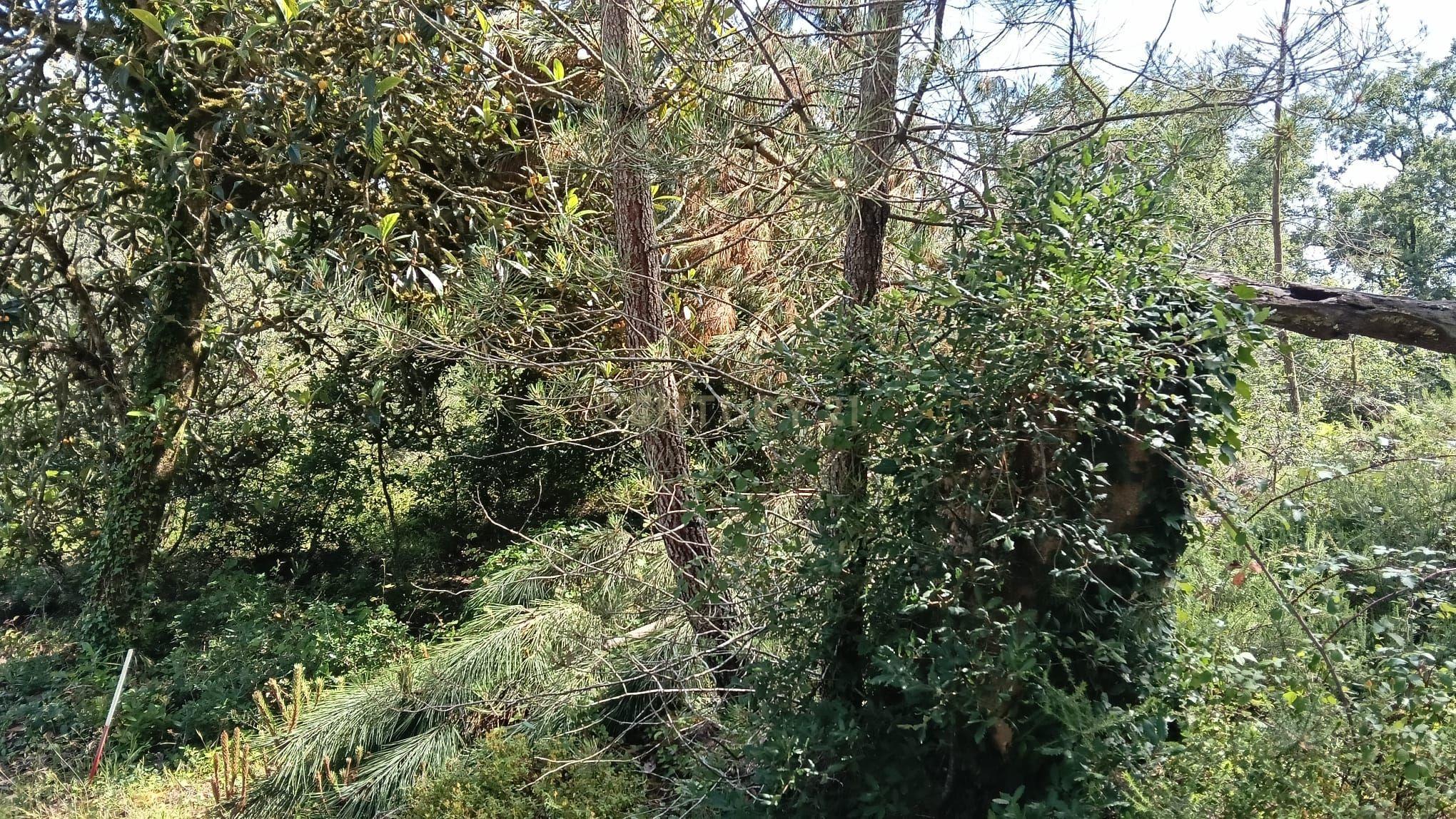 Fotografia 5 de Terreno Agroflorestal em Vila Cã, Pombal - 2575m² com Vista Montanha