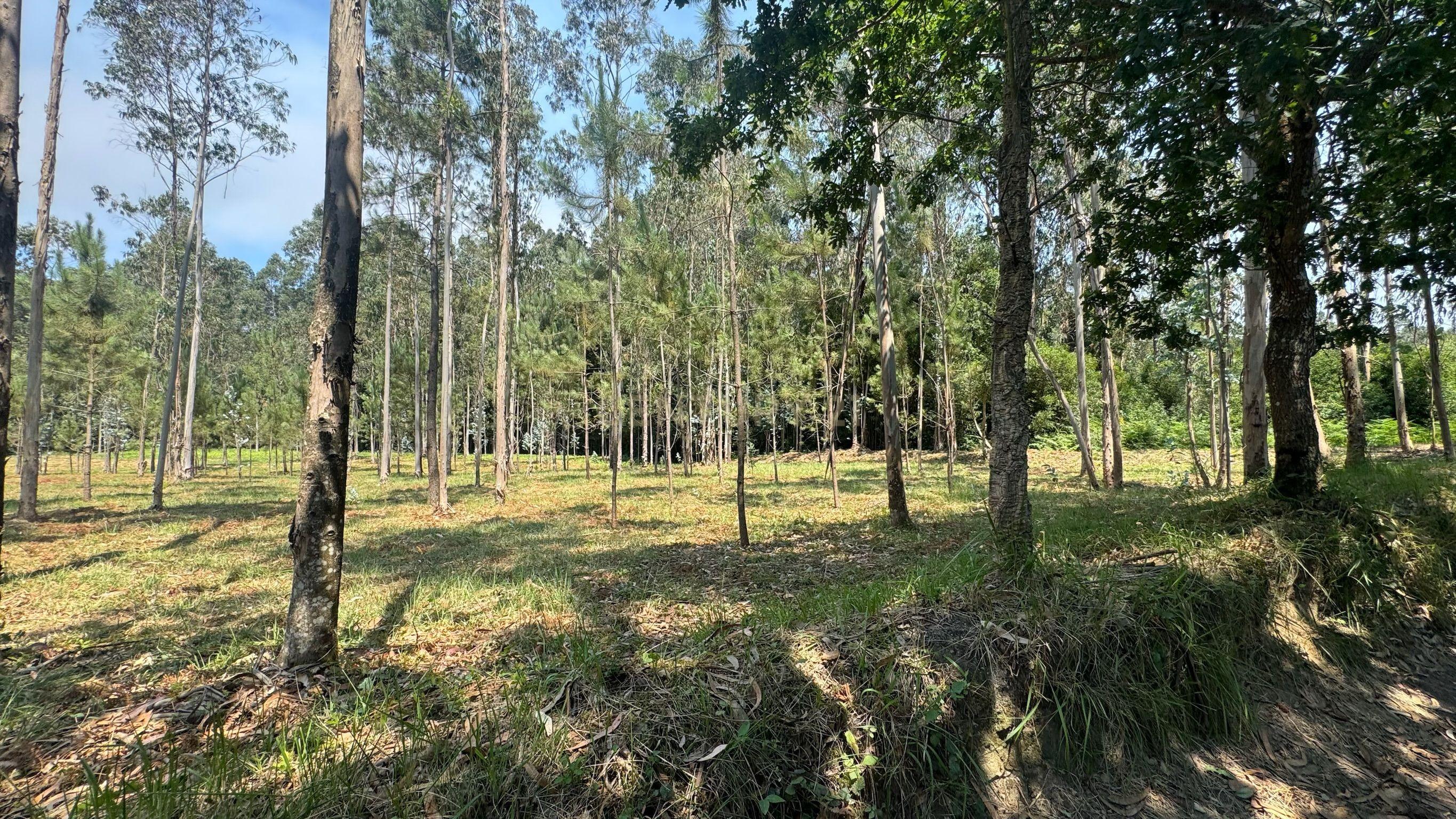 Fotografia 8 de TERRENO FLORRESTAL 5.453 m² – TERROSO | PÓVOA DE VARZIM