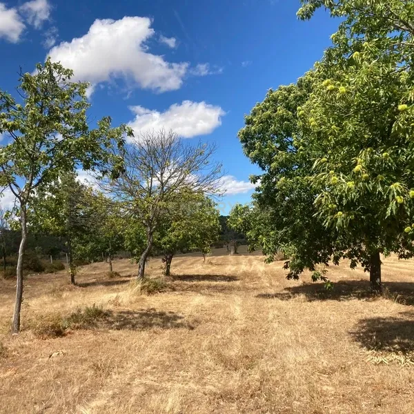 Terreno Agrícola em Pinela, Bragança - Image 2