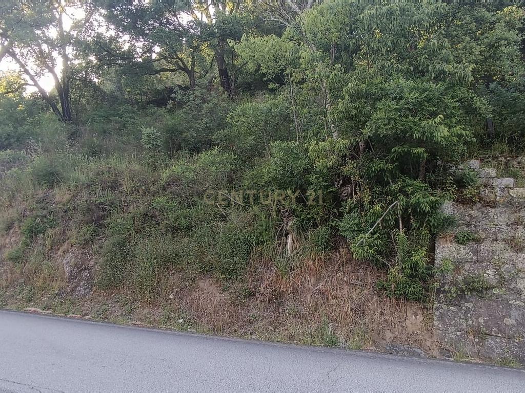 Terreno florestal com vista para a praia fluvial de Porto de Rei em Barqueiros, Mesão Frio às portas do Douro - Image 26