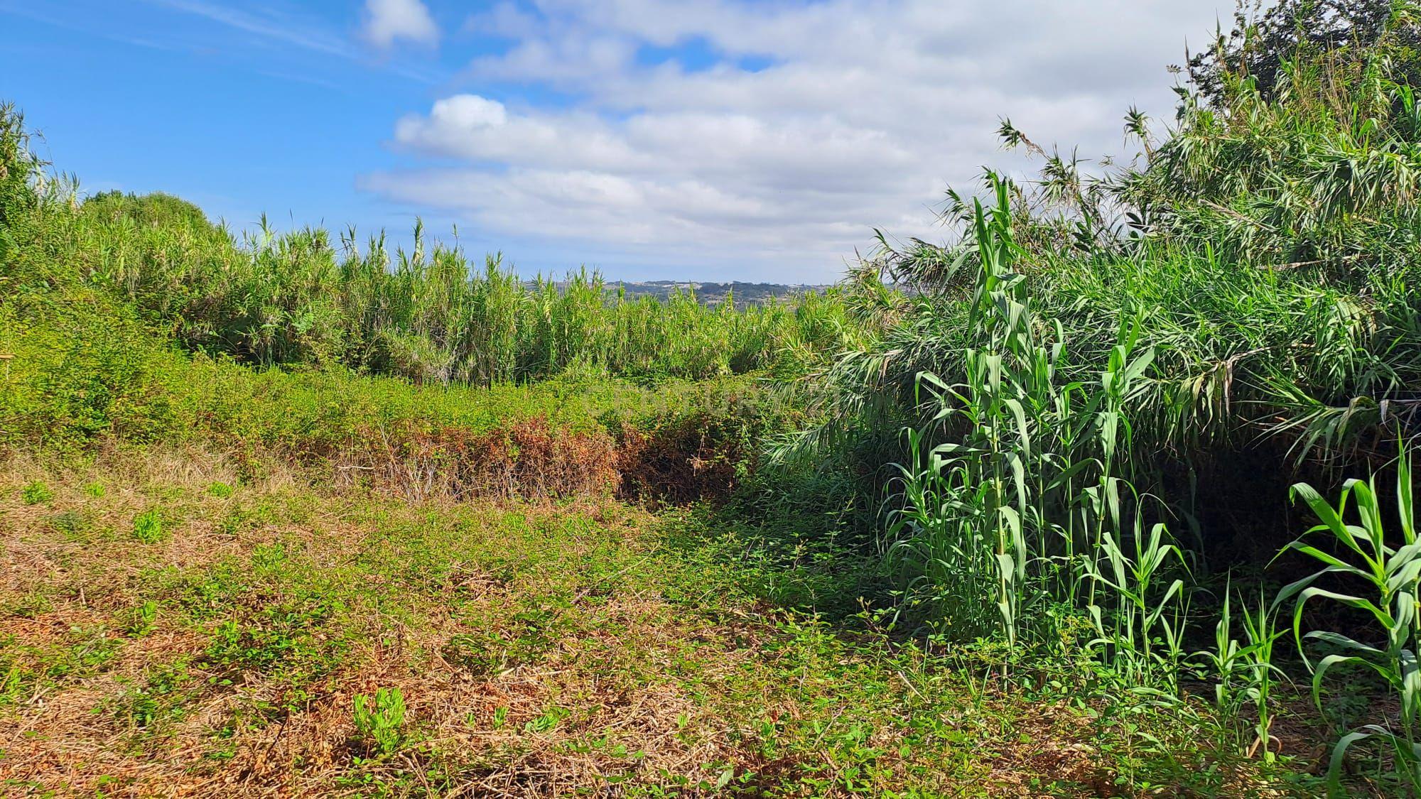 Fotografia 7 de Terreno Agrícola - São João das Lampas