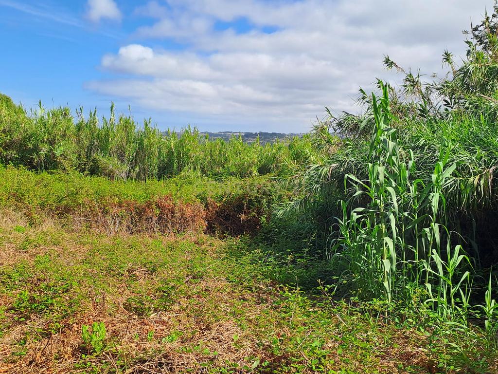 Terreno Agrícola - São João das Lampas - Image 7