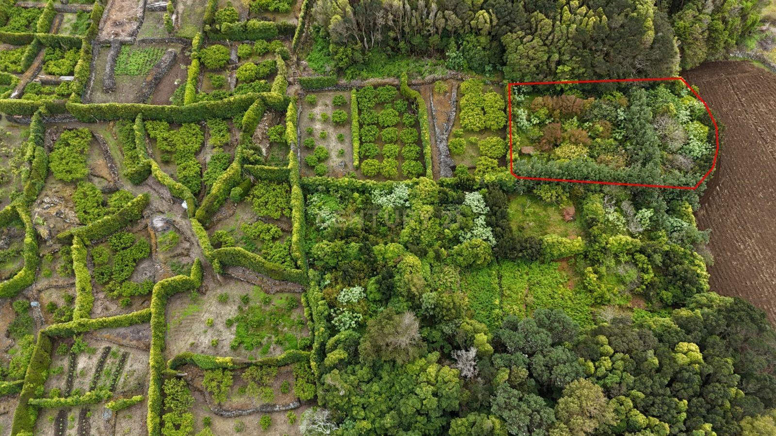Fotografia 8 de Pomar localizado na zona dos Biscoitos, Ilha Terceira, com características ideais para utilização agrícola.