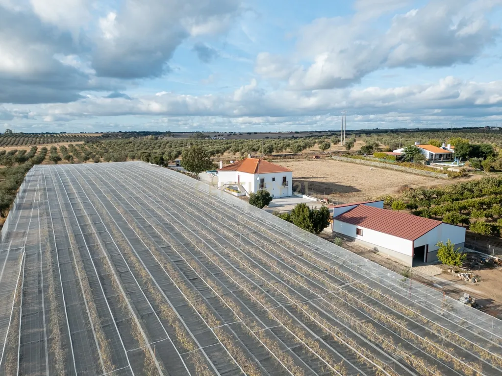 🌿 Quinta com Moradia T4 e Piscina | 3,25 hectares| Olival | Vinha| Amareleja, Alentejo - Image 12