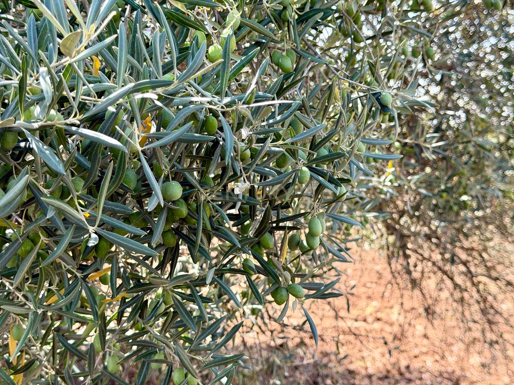 Herdade da Pandeira (93 Hectares) Vinha e Olival em Produção em Reguengos de Monsaraz. - Image 14