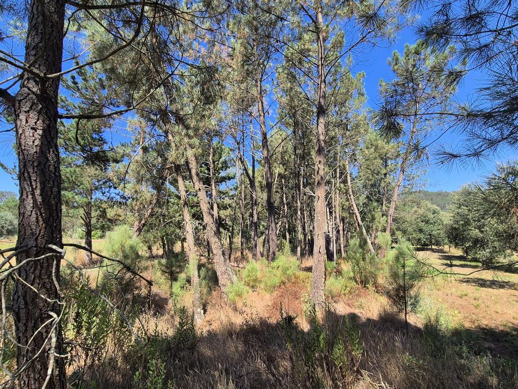 Terreno para Construção em Pombal, Leiria - Oportunidade Única! - Image 5