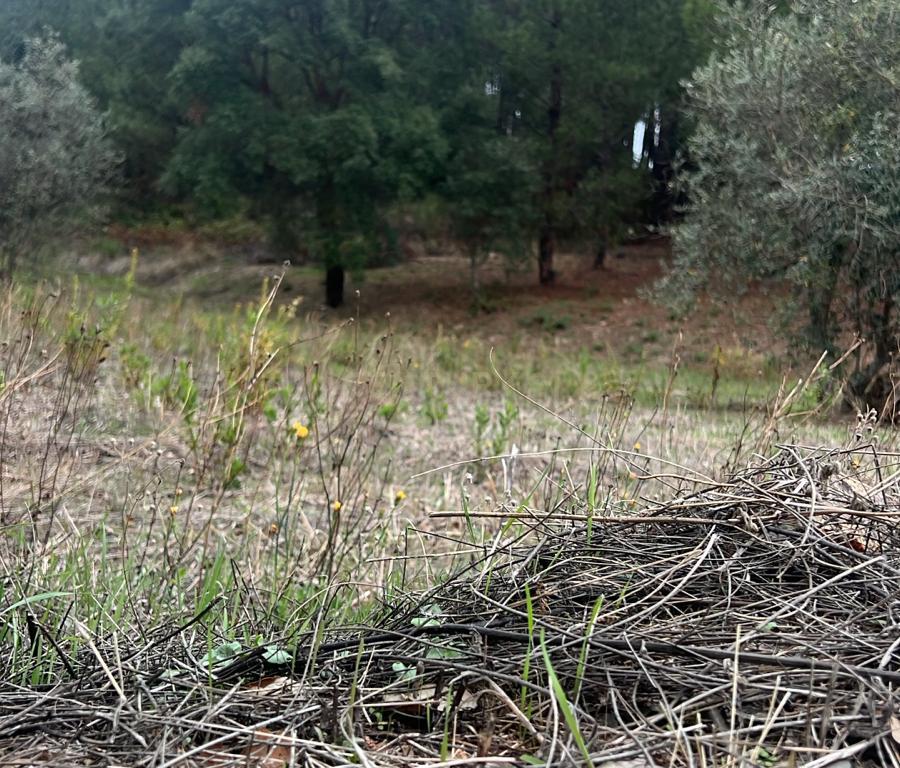 Terreno com pinheiros – Ideal para estaleiro em Proença-a-Nova - Image 7