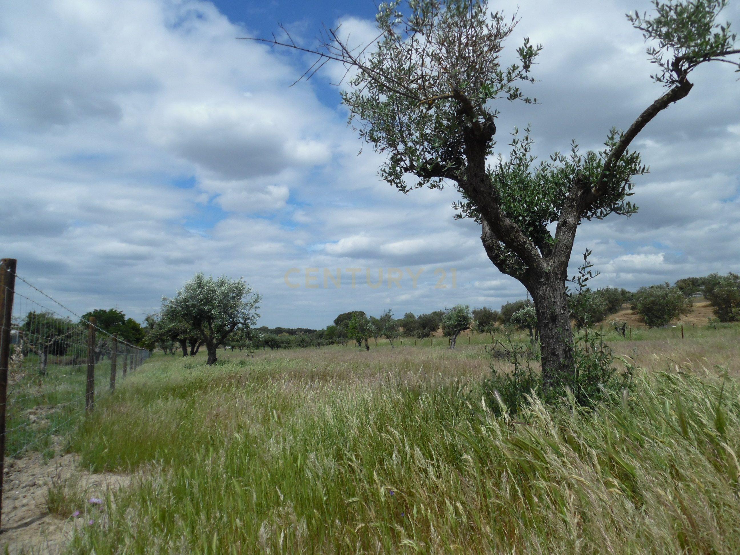 Moradia T3 à venda em Capelins (Santo António), Alandroal — foto 37