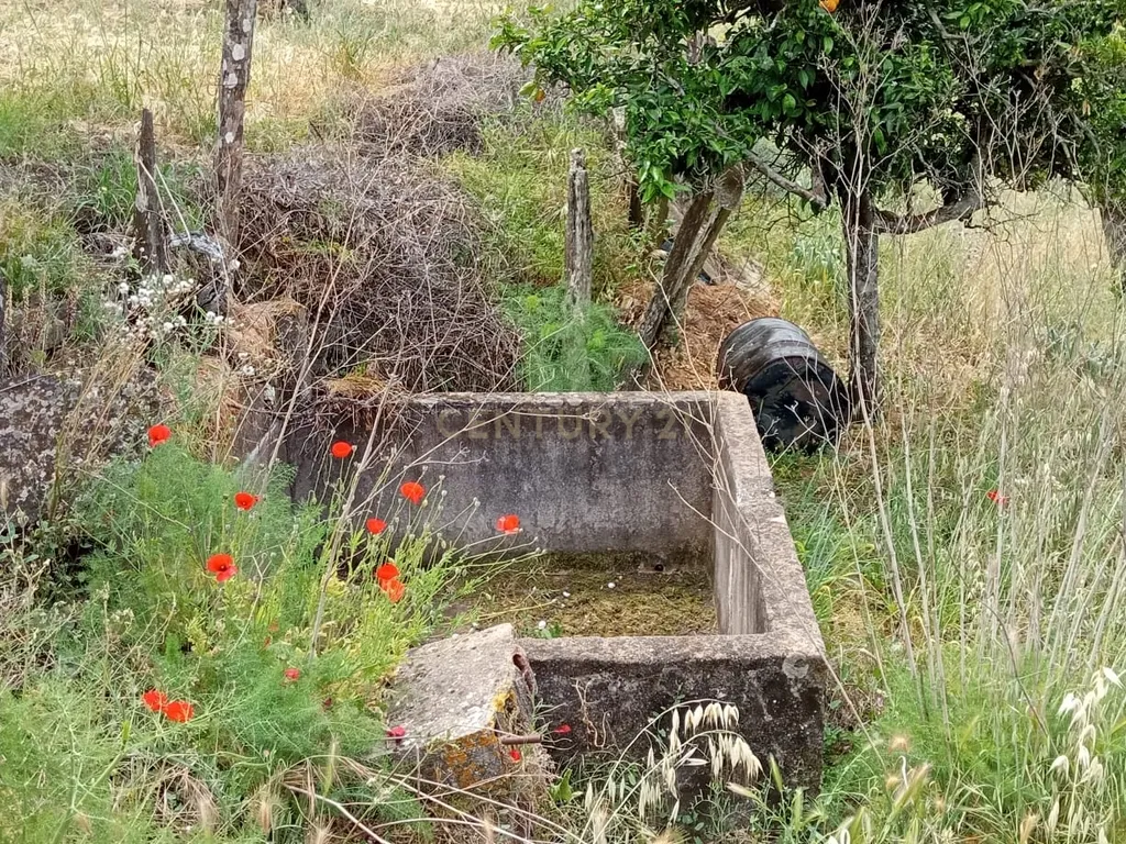 Terreno 8500m2, Lentiscais, Castelo Branco - Image 14