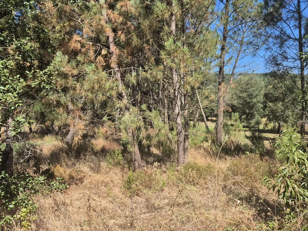 Terreno para Construção em Pombal, Leiria - Oportunidade Única! - Image 18