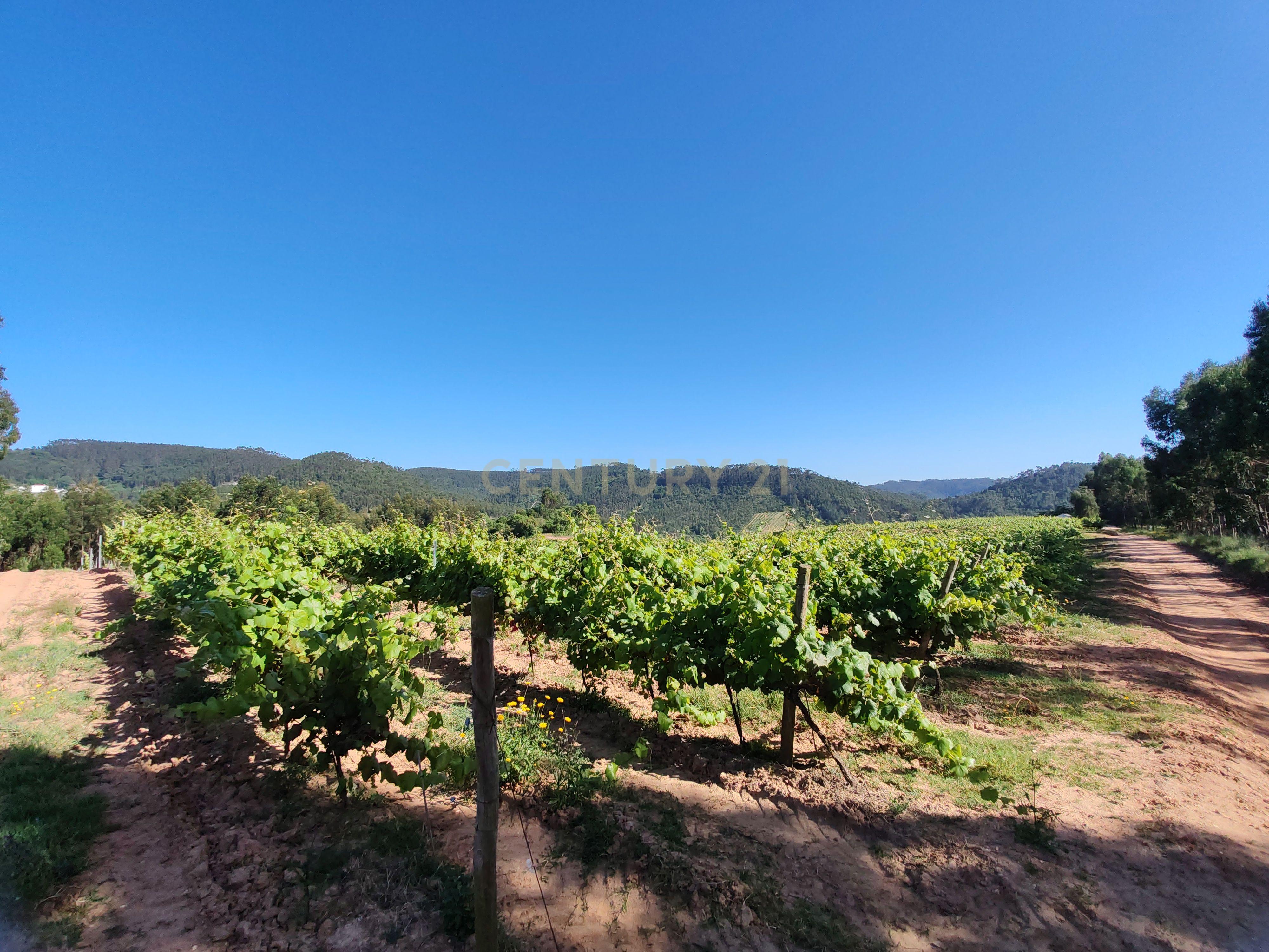 Terreno com 21 hectares com Potencial Agrícola ou Turístico - Mafra - Image 2