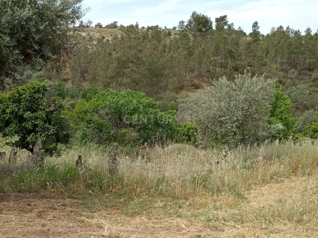 Terreno 8500m2, Lentiscais, Castelo Branco - Image 5