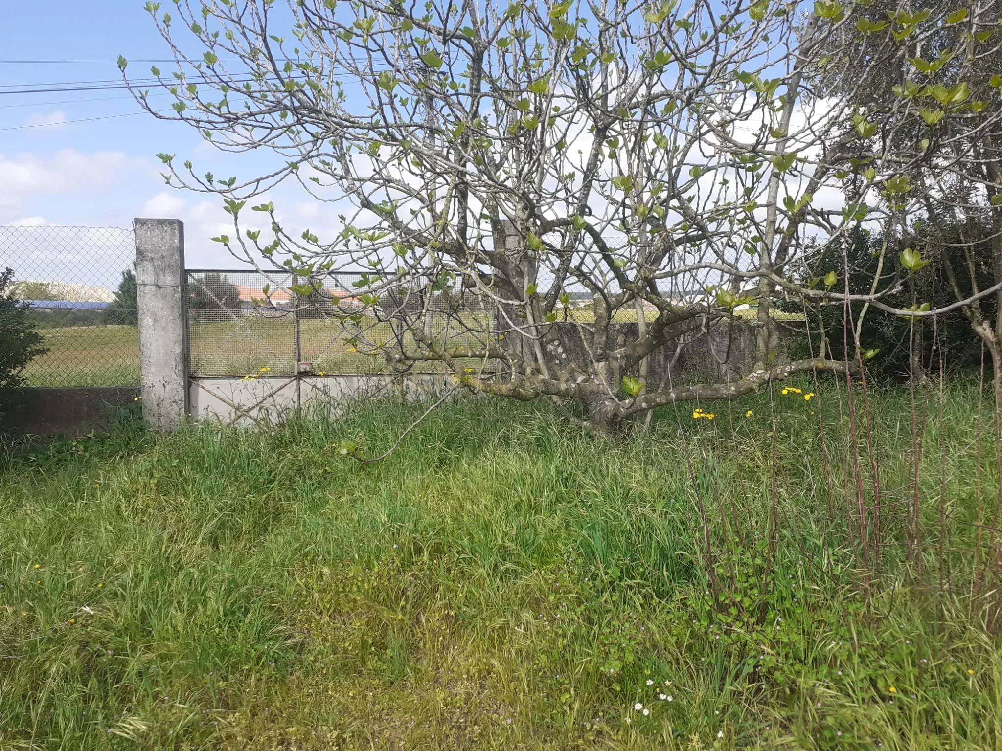 Terreno para Construção – Na Freguesia de Santo Isidro de Pegões | 629 m² - Vista 3