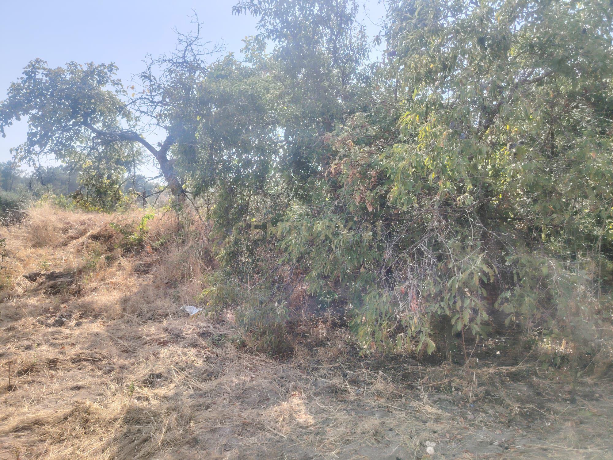 Fotografia 6 de Encantadora Propriedade em Louriçal do Campo, Castelo Branco