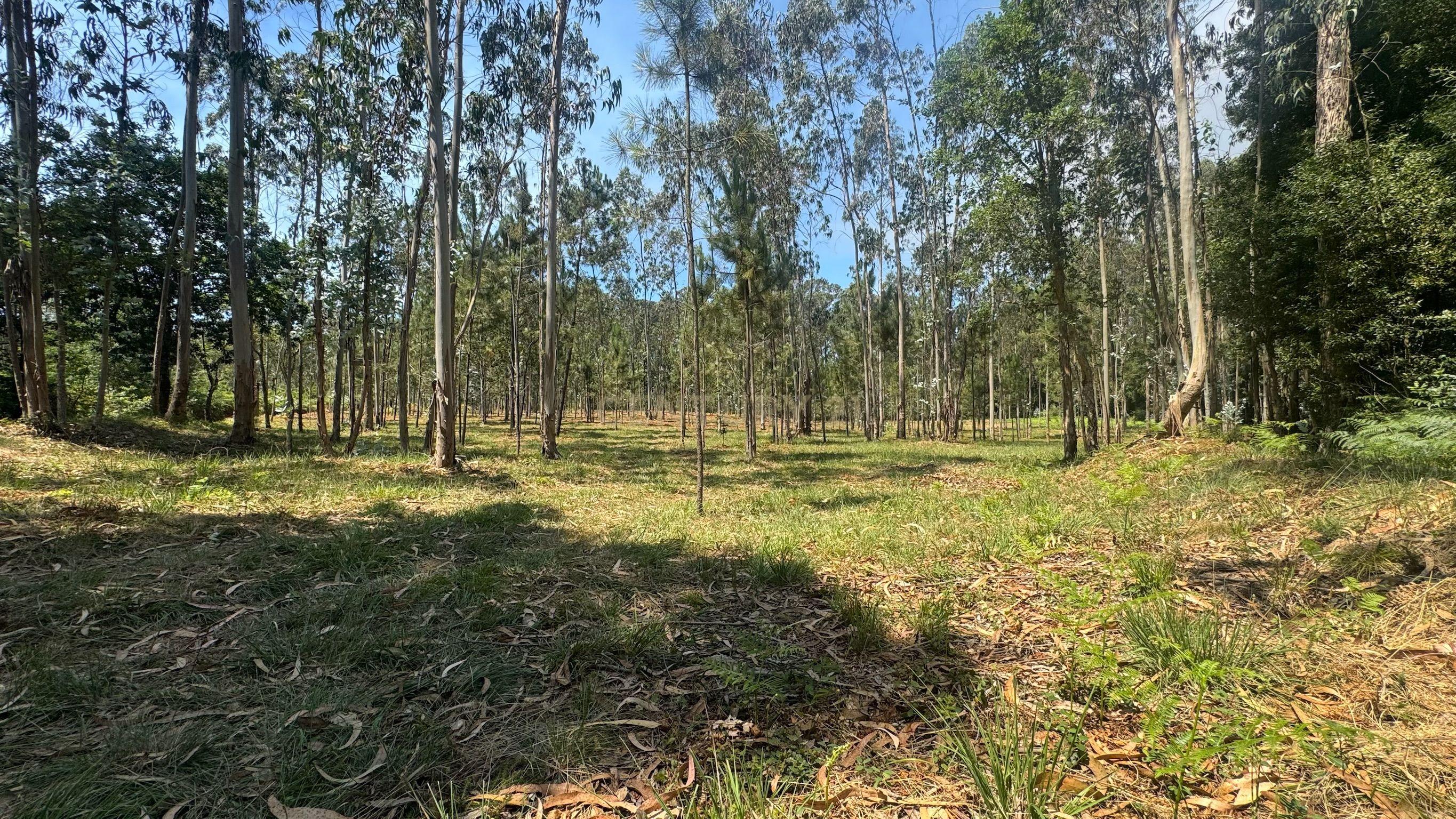 Fotografia 4 de TERRENO FLORRESTAL 5.453 m² – TERROSO | PÓVOA DE VARZIM