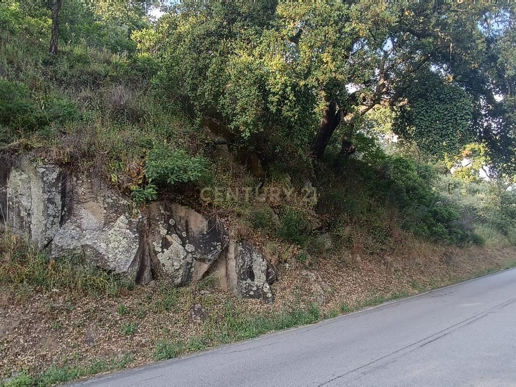 Terreno florestal com vista para a praia fluvial de Porto de Rei em Barqueiros, Mesão Frio às portas do Douro - Image 13