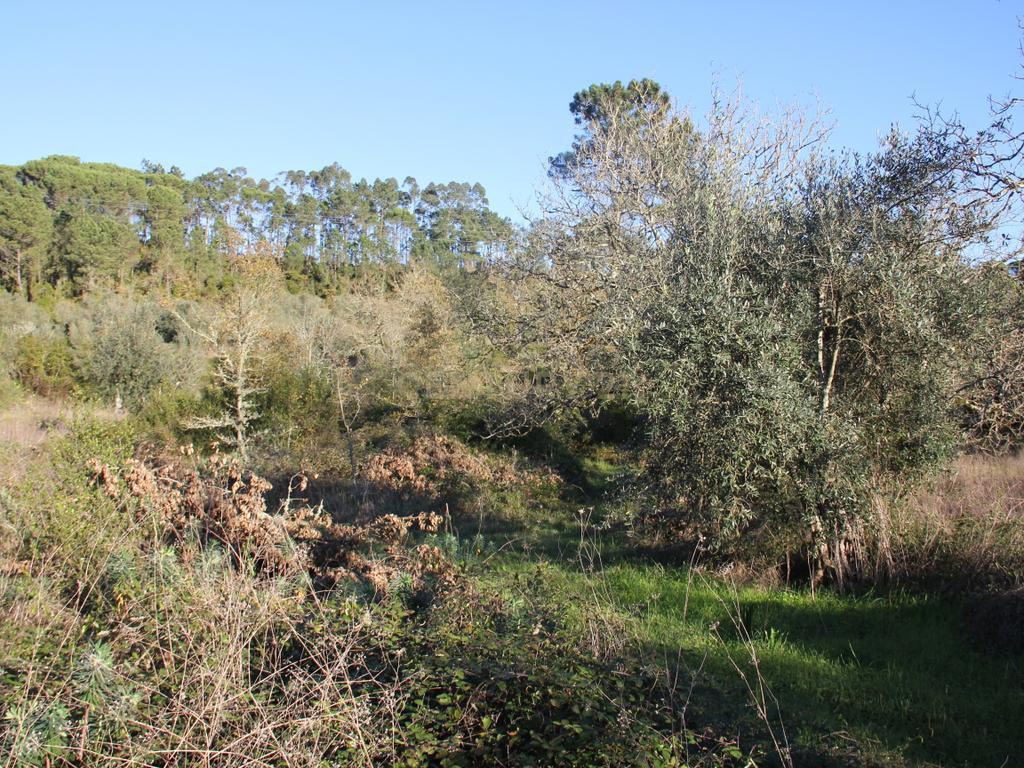 Terreno para construção de moradia - Image 4