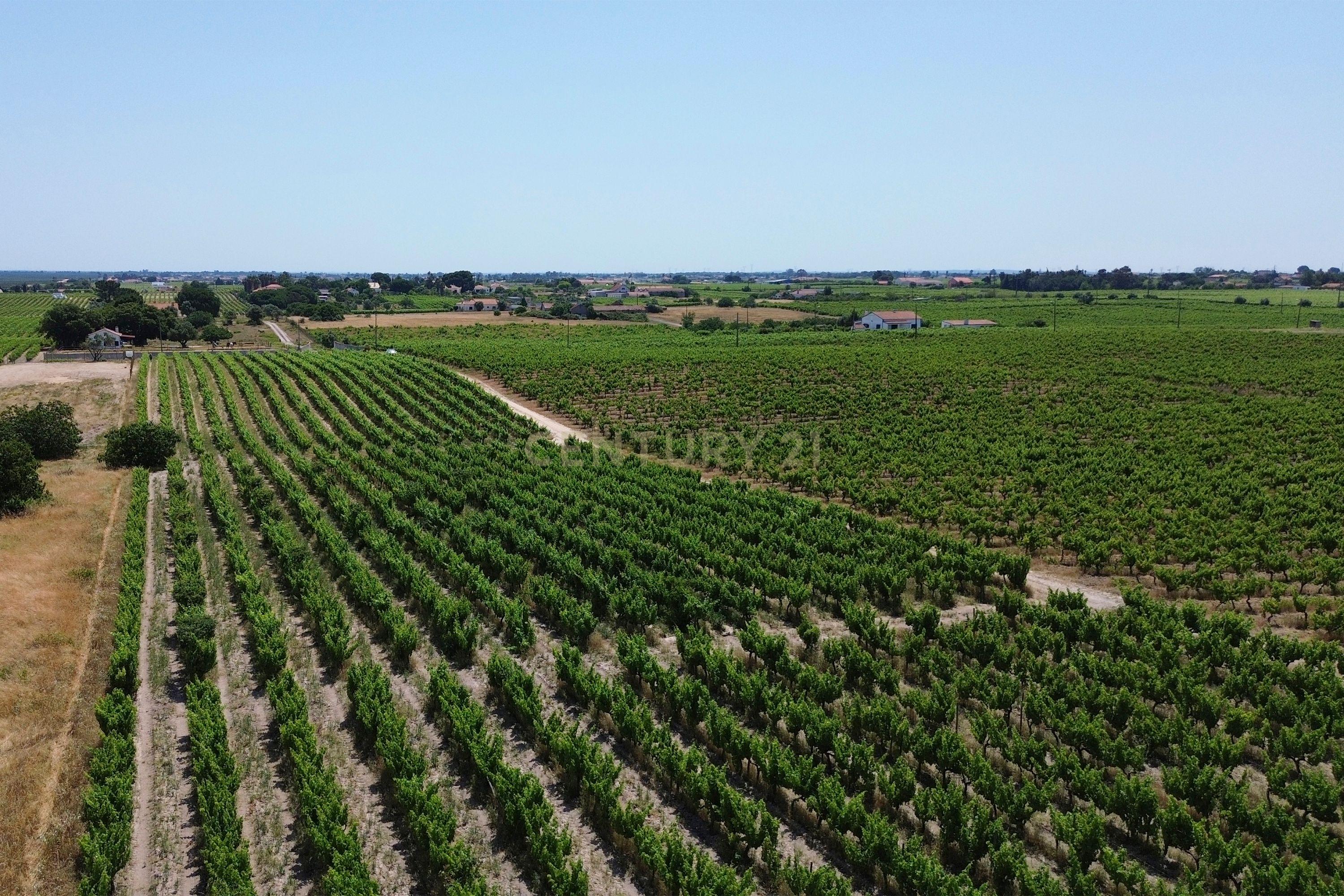 Fotografia 7 de Terreno no Lau com vinhas certificadas
