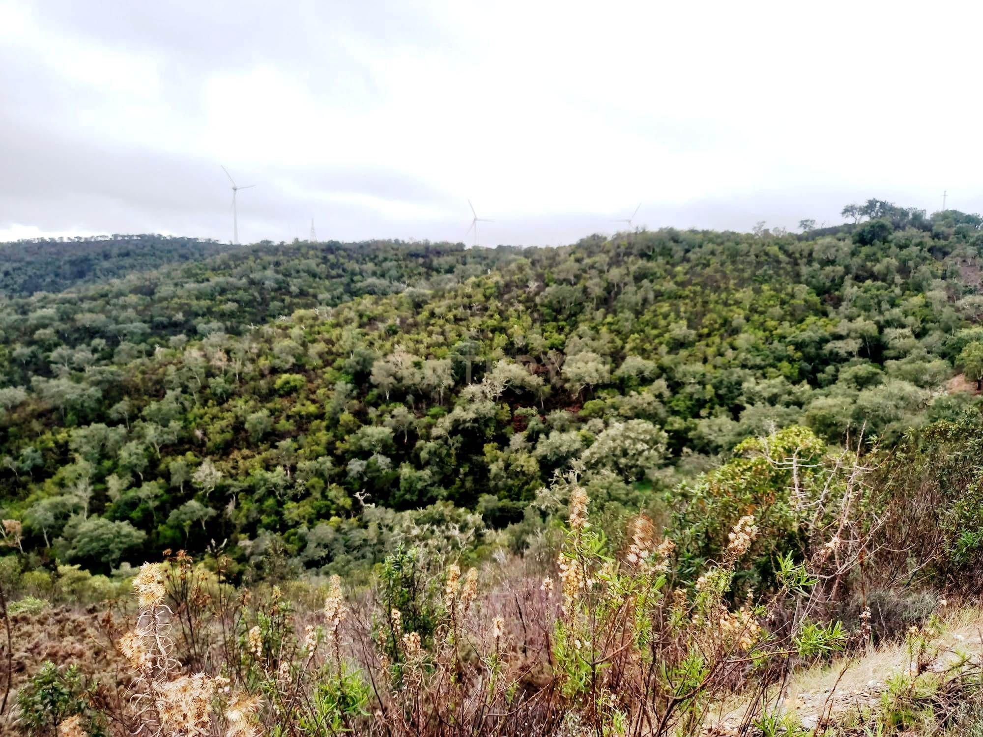 Fotografia 5 de Investimento Rural: 20 Hectares com Rendimento