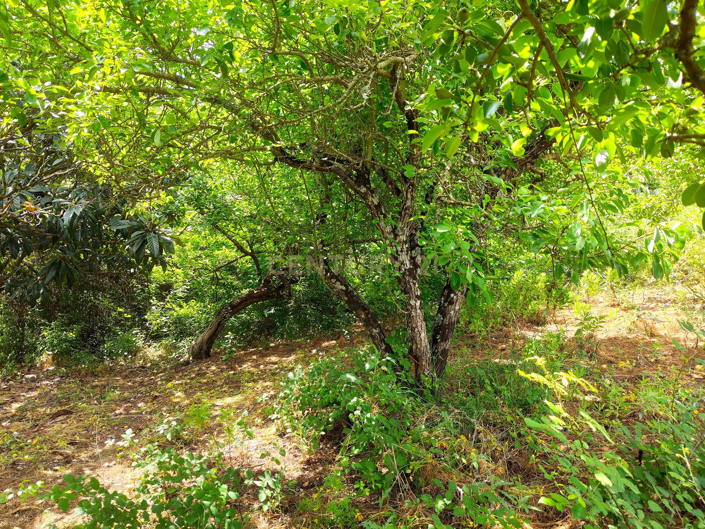 Fotografia 6 de Terreno Rústico com Árvores de Fruto - Calhandriz, Vila Franca de Xira