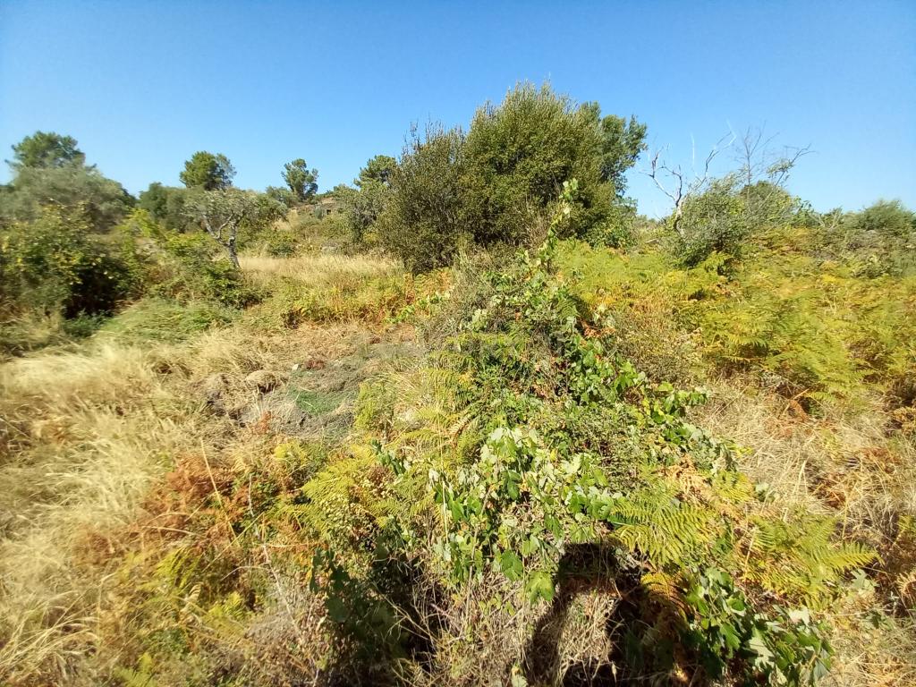 Terreno com 2180m2 , São Vicente da Beira, Castelo Branco - Image 9