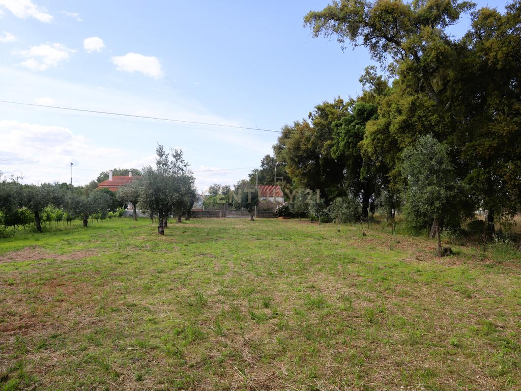 Moradia com Terreno para Venda – Carregueira (Chamusca) , Terreno: 2.120 m² | Moradia com potencial | Árvores de fruto | Água de poço - Image 20